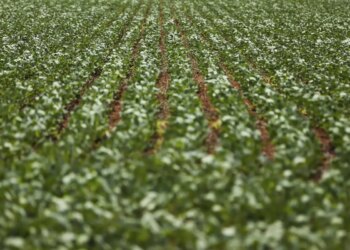 Pesquisadores desenvolvem fertilizantes menos prejudiciais ao ambiente