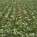 Pesquisadores desenvolvem fertilizantes menos prejudiciais ao ambiente