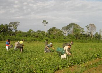 Prêmio para produção acadêmica destaca agricultura familiar