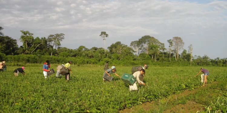 Prêmio para produção acadêmica destaca agricultura familiar