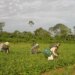 Prêmio para produção acadêmica destaca agricultura familiar