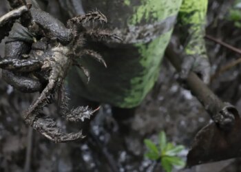 Pesquisadores identificam presença de mercúrio e chumbo em caranguejos