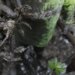 Pesquisadores identificam presença de mercúrio e chumbo em caranguejos