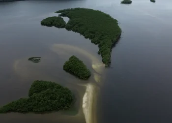 Carbono azul ganha espaço na agenda climática dos oceanos